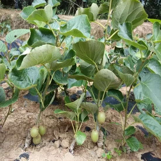 Kiwi image