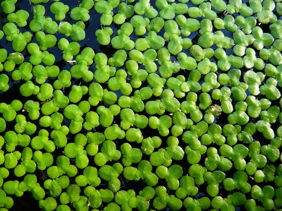Duckweed image