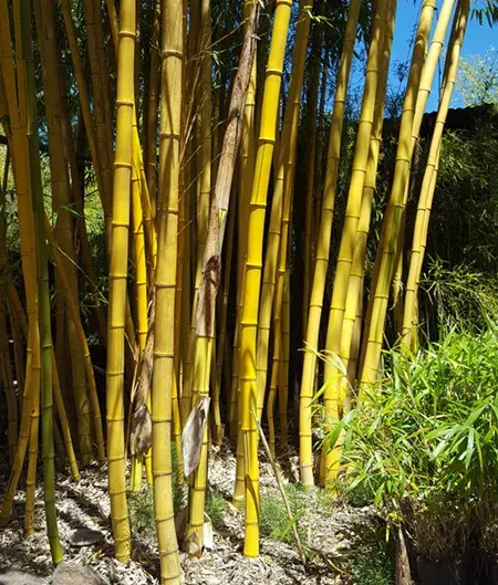 Bamboo image