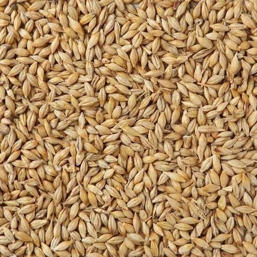 Barley image